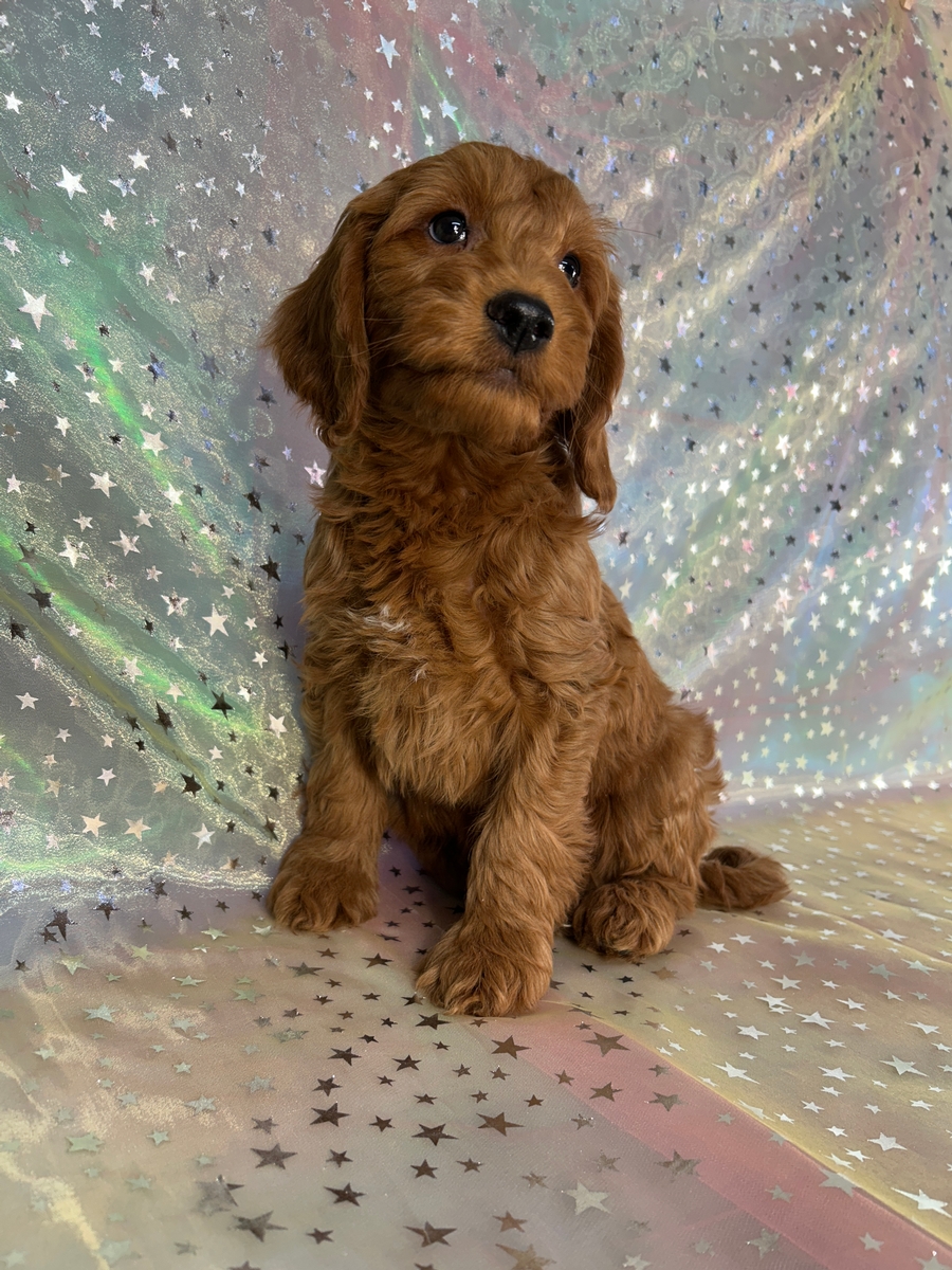 Male Miniature Golden Doodle Puppy for Sale DOB 12-21-2025 $1200